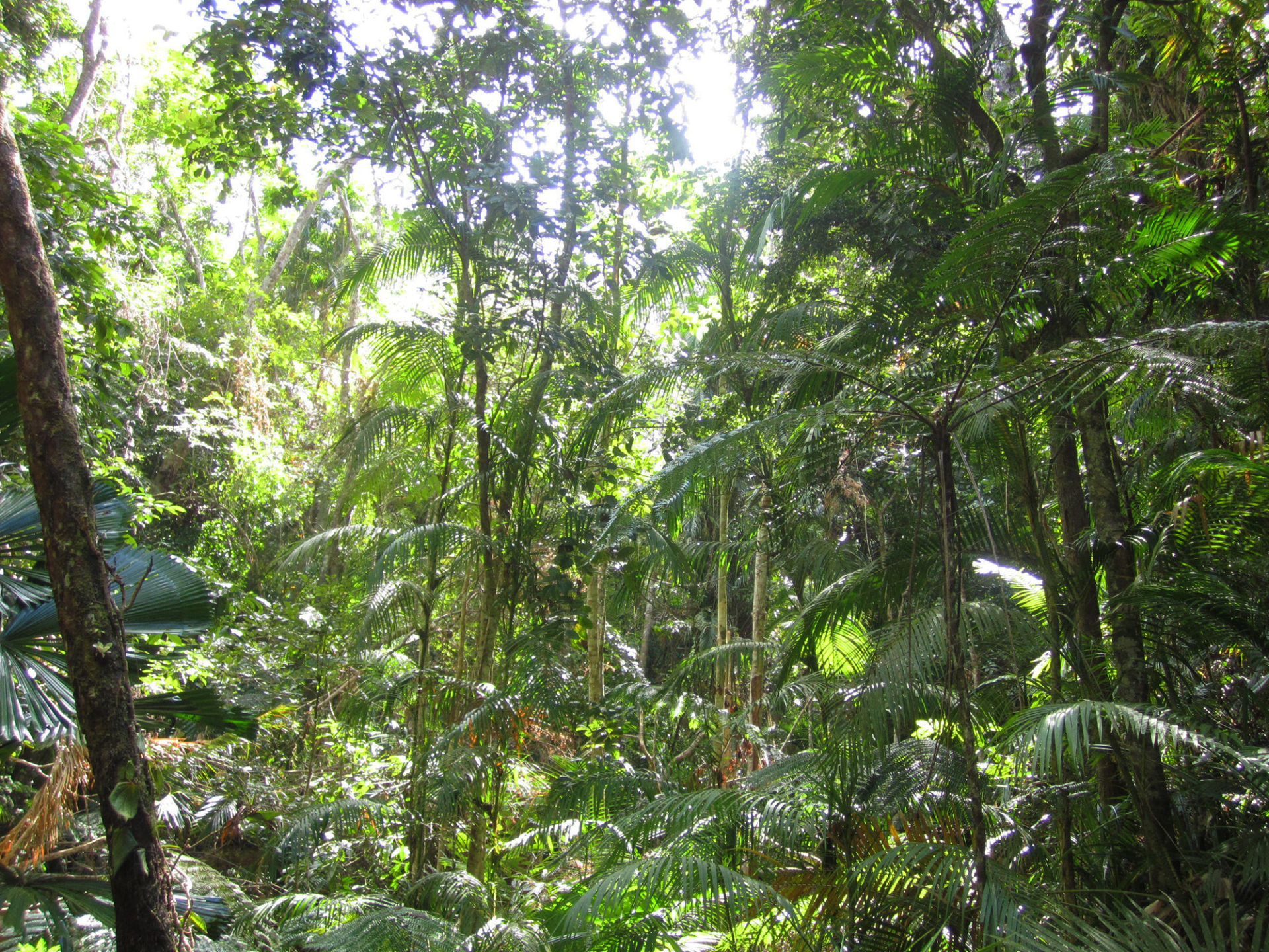 Palmöl Regenwald