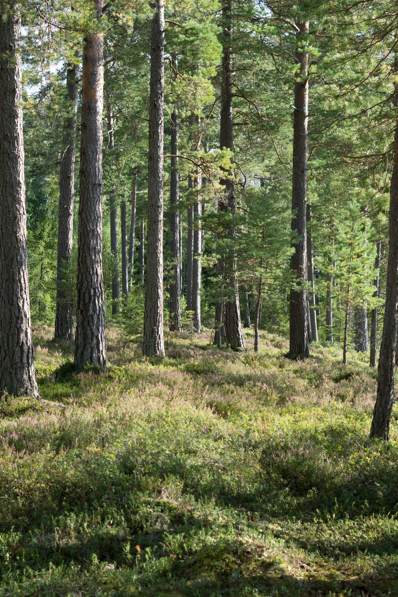 Der Wald und der Umweltschutz