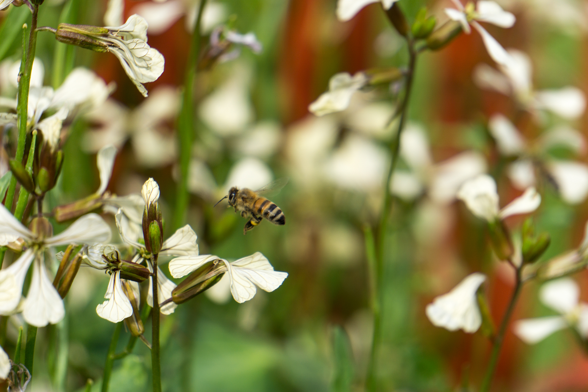 Bienen im Garten fördern
